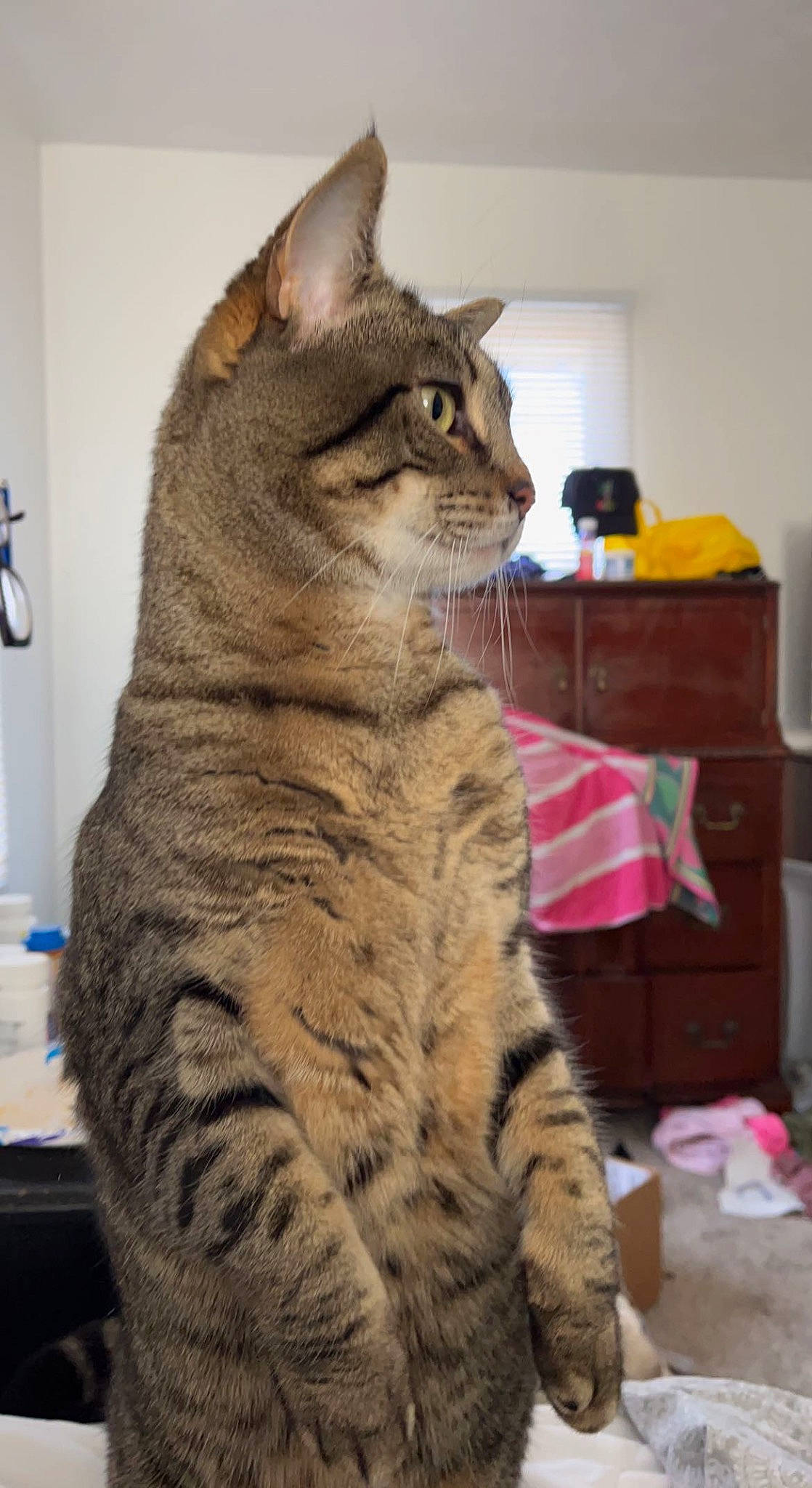 Duchess joined the competition — help win amazing prizes! carnivore, cat, domestic_short_haired_cat, event, felidae, fur, paw, sitting, small_to_medium_sized_cats, snout, tail, terrestrial_animal, whiskers