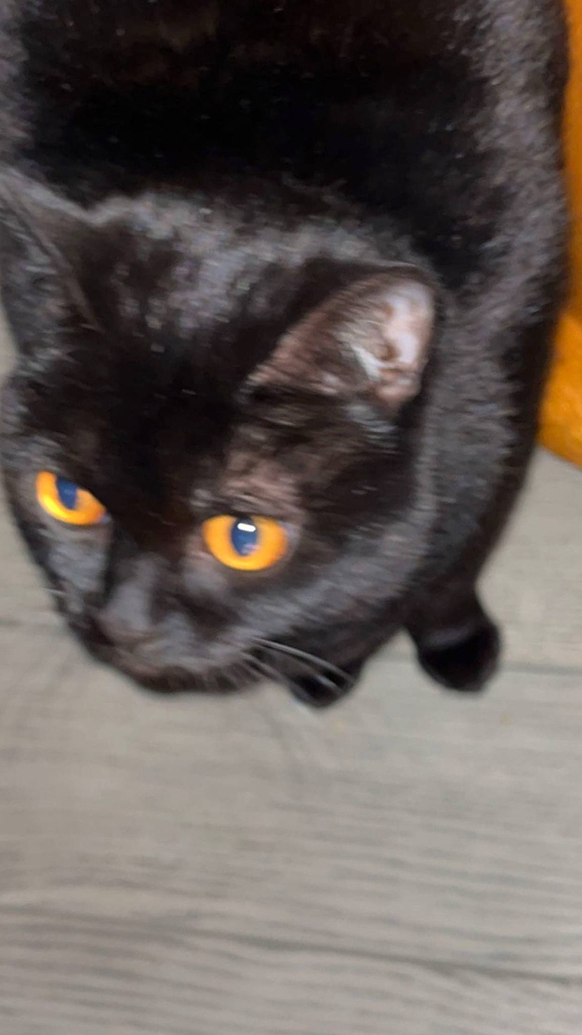 Ash is registered to the contest to win money with this photo: black_cat, bombay, carnivore, cat, claw, domestic_short_haired_cat, ear, eye, felidae, fur, hair, head, iris, nose, paw, small_to_medium_sized_cats, snout, tail, whiskers, window