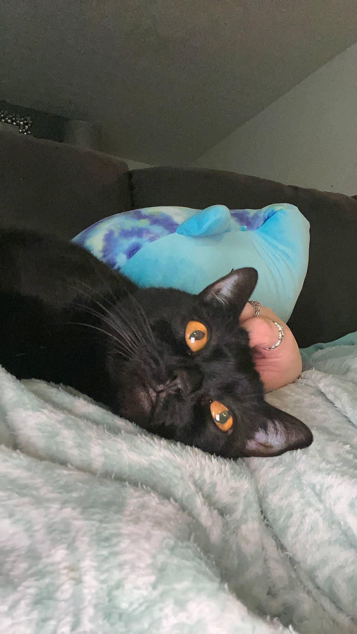 Ash joined the competition — help win amazing prizes! black_hair, carnivore, cat, comfort, couch, ear, eye, fawn, felidae, gesture, head, human_body, human_leg, leg, linens, long_hair, small_to_medium_sized_cats, snout, thigh, whiskers