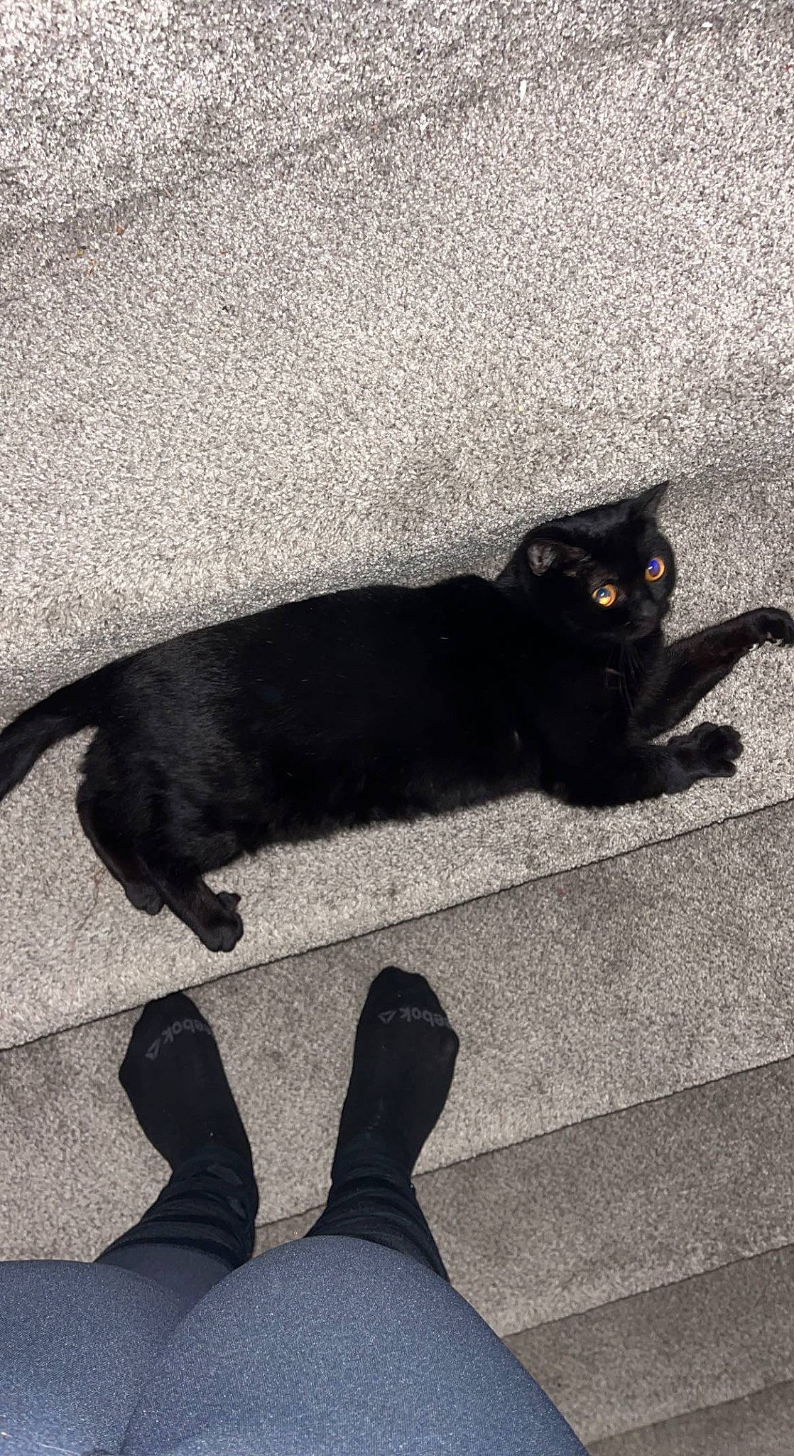 Ash is registered to the contest to win money with this photo: asphalt, black, black_cat, bombay, carnivore, cat, felidae, flooring, grass, grey, human_leg, monochrome_photography, road, road_surface, sidewalk, small_to_medium_sized_cats, snout, tail, tints_and_shades, whiskers