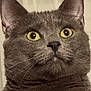 Felix And Percy is registered to the contest to win money with this photo: cat, gray_cat, close_up, portrait, whiskers, yellow_eyes, fur, ears, pet, animal, indoor, face, alert, cute, feline, mammal, looking_up, expression, domestic_cat, soft
