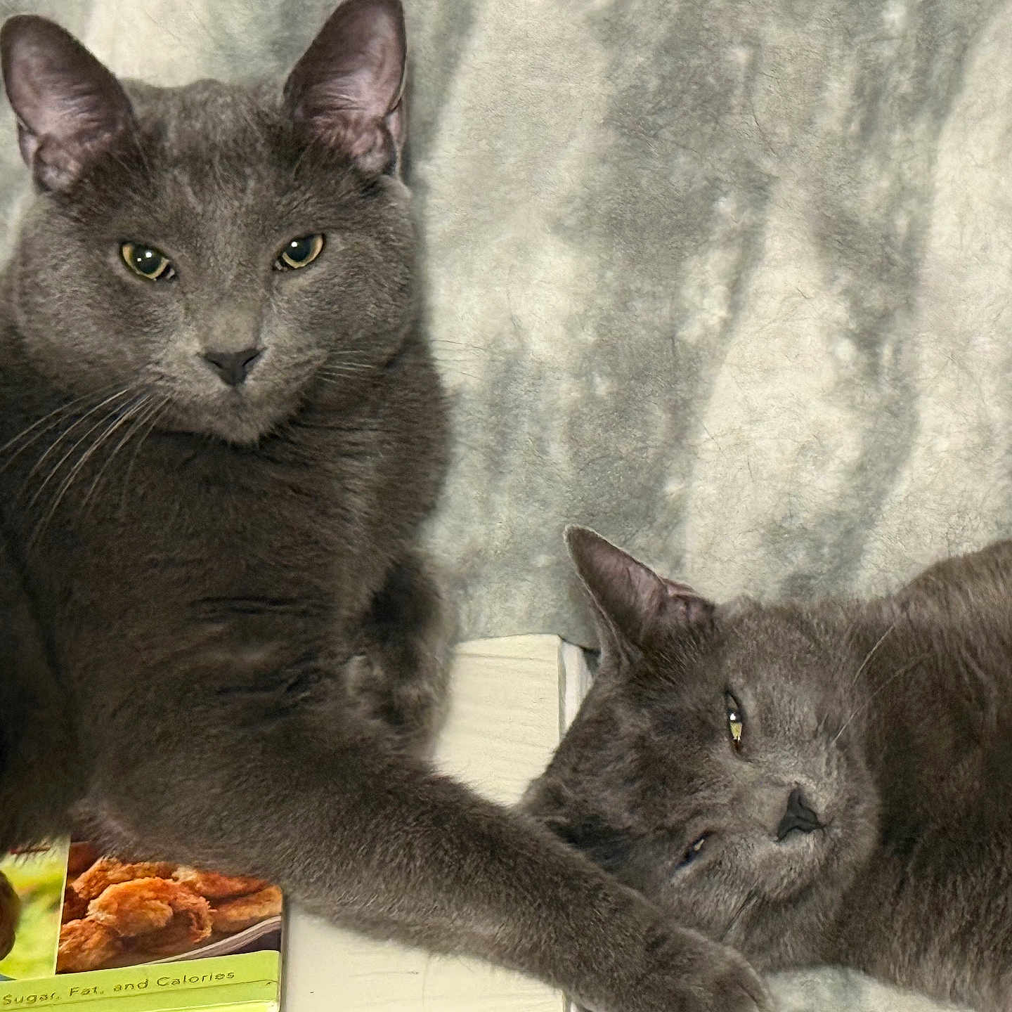 Felix And Percy is registered to the contest to win money with this photo: animal, blanket, cat, closeup, companion, cozy, cute, domestic_animal, feline, fur, gray_cat, indoor, lying_down, pet, relaxed, resting, sitting, soft_texture, two_cats, whiskers