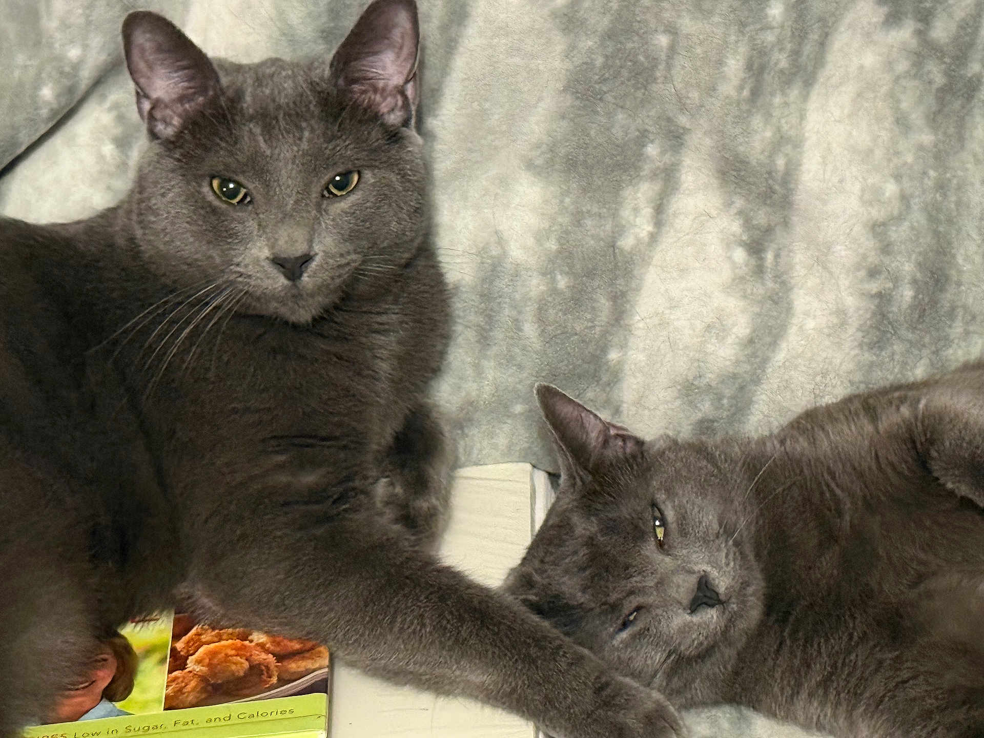 Felix And Percy is registered to the contest to win money with this photo: cat, gray_cat, feline, pet, animal, fur, whiskers, relaxed, lying_down, sitting, indoor, blanket, soft_texture, cute, companion, two_cats, closeup, resting, cozy, domestic_animal