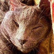 Felix And Percy is registered to the contest to win money with this photo: cat, gray_cat, close_up, sleepy, relaxed, fur, whiskers, ear, nose, animal, pet, cozy, blanket, texture, soft_lighting, domestic_cat, resting, indoor, cute, sleep