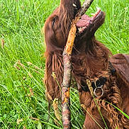Raven participe au concours pour gagner de l'argent avec cette photo : animal, brown_dog, canine, chewing, collar, dog, field, fur, grass, greenery, happy, nature, outdoor, pet, playful, stick, summer, teeth, tongue, wildlife