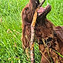 animal, brown_dog, canine, chewing, collar, dog, field, fur, grass, greenery, happy, nature, outdoor, pet, playful, stick, summer, teeth, tongue, wildlife
