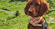 Raven a rejoint le concours — aidez-le/la à gagner de superbes lots ! adventure, animal, bandana, canine, dog, ears, fur, grass, greenery, hiking, leash, mountains, nature, outdoor, pet, portrait, scenery, summer, sunlight, trail