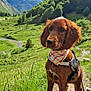 Raven a rejoint le concours — aidez-le/la à gagner de superbes lots ! adventure, animal, bandana, canine, dog, ears, fur, grass, greenery, hiking, leash, mountains, nature, outdoor, pet, portrait, scenery, summer, sunlight, trail