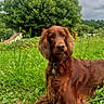 dog, grass, flower, tree, outdoor, nature, canine, pet, greenery, cloudy_sky, field, relaxing, animal, collar, summer, flora, mammal, leaves, park, landscape