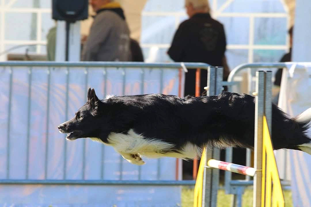 Macgyver Des Mauves Bruyères