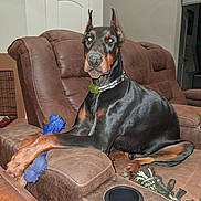 Crowley is registered to the contest to win money with this photo: doberman, dog, pet, indoor, recliner, brown_furniture, toy, blue_chew_toy, alert, canine, collar, leash, living_room, furniture, domestic_animal, resting, paw, ear_cropped, black_and_tan, home