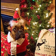 Beau is registered to the contest to win money with this photo: dog, christmas_tree, holiday_decorations, santa_costume, gift_sack, stuffed_toys, lights, wooden_floor, plush, festive, red_hat, white_fur, belt, indoor, cozy, pine_tree, ornaments, holiday, pet, seasonal