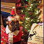 dog, christmas_tree, holiday_decorations, santa_costume, gift_sack, stuffed_toys, lights, wooden_floor, plush, festive, red_hat, white_fur, belt, indoor, cozy, pine_tree, ornaments, holiday, pet, seasonal