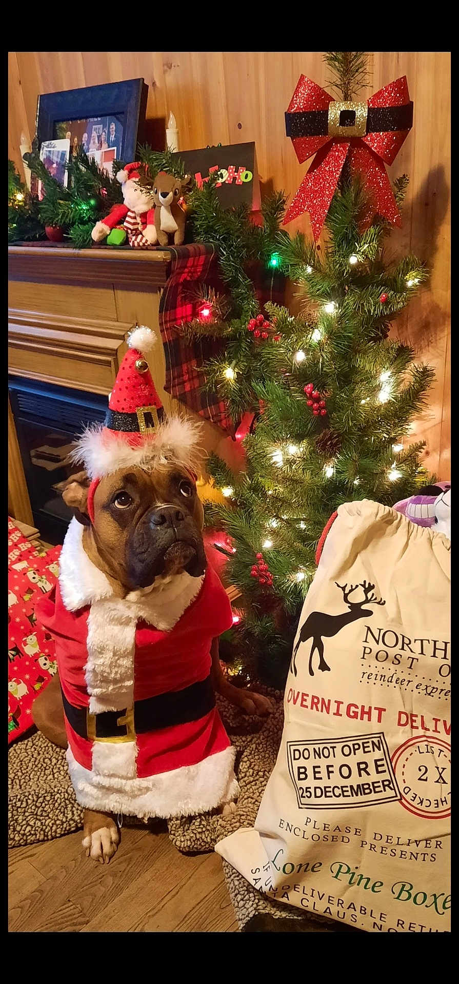 Beau is registered to the contest to win money with this photo: dog, christmas_tree, holiday_decorations, santa_costume, gift_sack, stuffed_toys, lights, wooden_floor, plush, festive, red_hat, white_fur, belt, indoor, cozy, pine_tree, ornaments, holiday, pet, seasonal