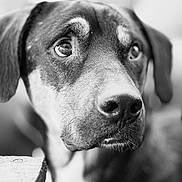 Bidule a rejoint le concours — aidez-le/la à gagner de superbes lots ! animal, black_and_white, blurred_background, canine, close_up, dog, ears, expression, eyes, fur, head, looking_away, muzzle, nose, outdoor, pet, portrait, soft_light, texture, whiskers
