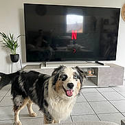 Blue joined the competition — help win amazing prizes! australian_shepherd, blue_eyes, canine, couch, decor, dog, fur, furniture, happy, home, indoor, living_room, modern, netflix, pet, potted_plant, smiling_dog, television, tile_floor, tongue_out