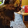 cat, tortoiseshell, feline, pet, animal, fur, carpet, box, indoor, closeup, profile, yellow_eye, whiskers, curious, side_view, domestic_cat, household, furry, tabby, resting