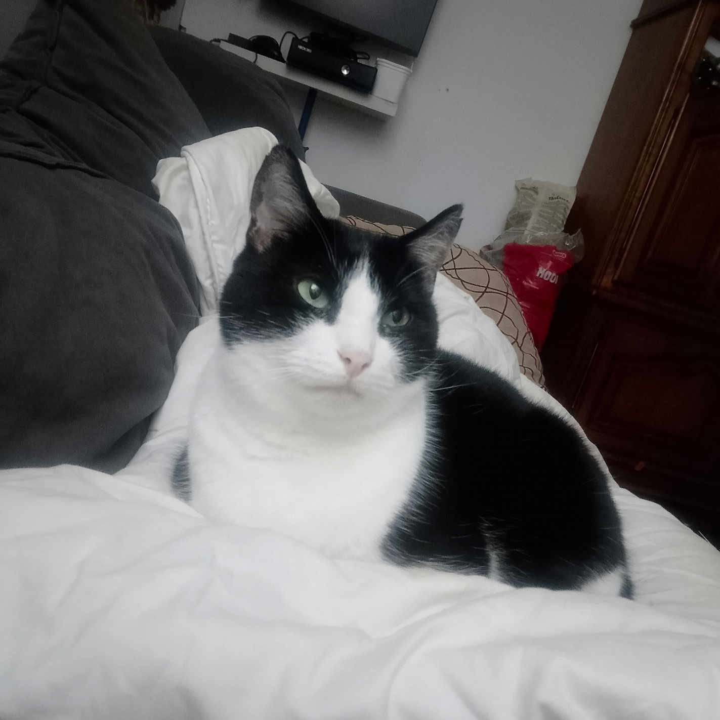 Zorro participe au concours pour gagner de l'argent avec cette photo : animal, bedroom, black_and_white, blanket, cat, comfort, couch, cozy, cute, domestic, fur, furniture, household, indoor, living_room, pet, relaxed, resting, side_view, whiskers