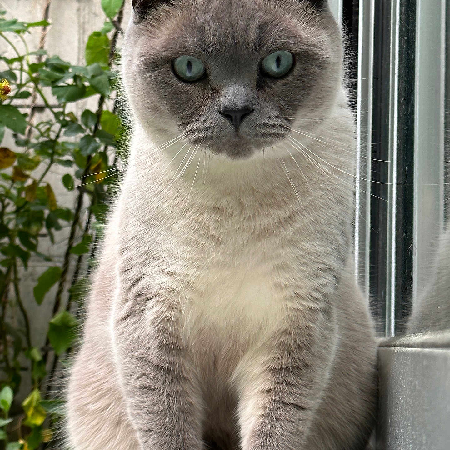 Yassou participe au concours pour gagner de l'argent avec cette photo : cat, blue_eyes, gray_fur, sitting, window, reflection, plant, greenery, outdoor, pet, animal, feline, whiskers, close_up, portrait, curious, soft_light, nature, domestic_cat, fur_texture