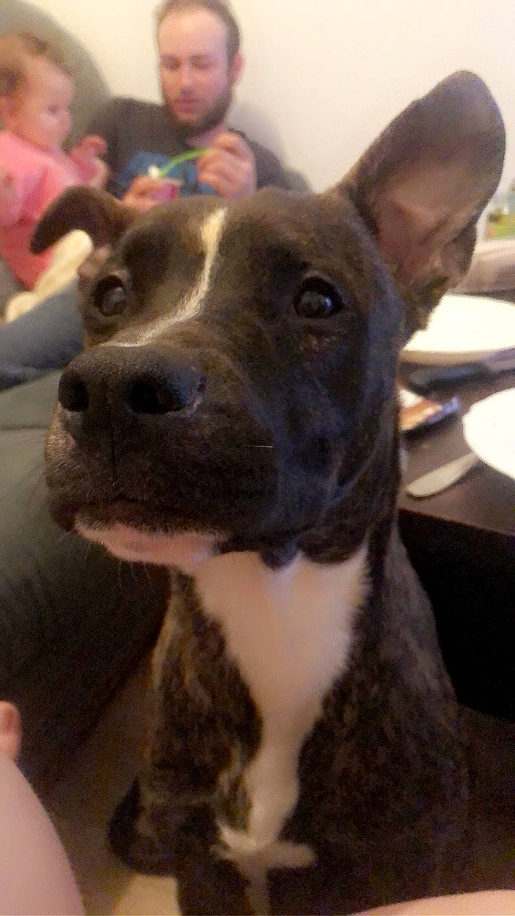 Falcko participe au concours pour gagner de l'argent avec cette photo : ancient_dog_breeds, canidae, carnivore, collar, companion_dog, dog, dog_breed, dog_collar, ear, fawn, fur, jaw, non_sporting_group, snout, sporting_group, terrestrial_animal, terrier, whiskers, working_animal, working_dog