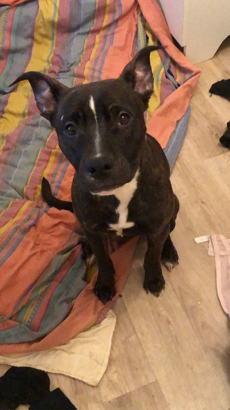 Falcko participe au concours pour gagner de l'argent avec cette photo : canidae, carnivore, chair, collar, comfort, companion_dog, dog, dog_breed, fawn, flooring, foot, guard_dog, hardwood, non_sporting_group, snout, sporting_group, whiskers, wood, working_animal, working_dog