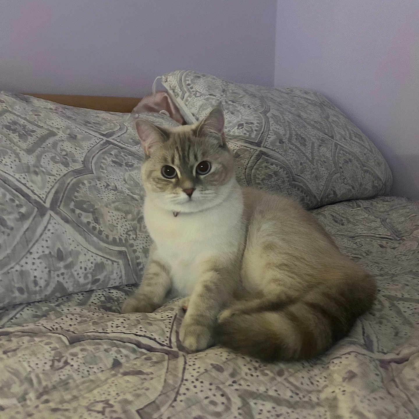 Mazzy joined the competition — help win amazing prizes! abyssinian, angora, animal, architecture, bed, bedroom, blanket, cat, couch, cushion, furniture, homedecor, indoors, kitten, linen, manx, pet, quilt, room, siamese