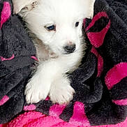 Tingting is registered to the contest to win money with this photo: adorable, animal, black, blanket, comfort, cozy, cute, dog, fur, indoor, pet, pink, puppy, resting, sleepy, small, soft, white_fur, wrapped, young