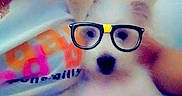 Tingting joined the competition — help win amazing prizes! animal, blurry, casual, closeup, companion, cute, dog, face_filter, funny_glasses, glasses, holding, human, indoor, indoor_lighting, person, pet, portrait, sitting, small_dog, white_tshirt