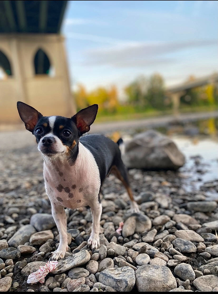 Kookie joined the competition — help win amazing prizes! canidae, carnivore, chihuahua, cloud, companion_dog, dog, dog_breed, fawn, landscape, rock, sky, snout, soil, sporting_group, tail, terrier, toy_dog, water, whiskers, working_animal