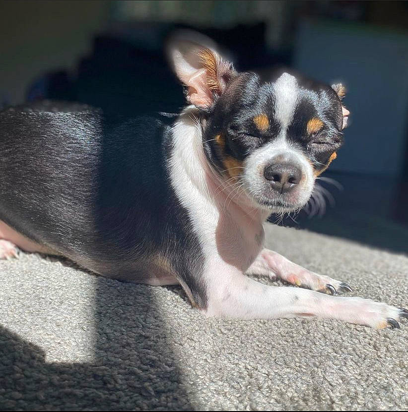 Kookie is registered to the contest to win money with this photo: canidae, carnivore, companion_dog, dog, dog_breed, fur, paw, puppy, road_surface, sporting_group, tail, terrestrial_animal, terrier, toy_dog, whiskers, working_animal, working_dog