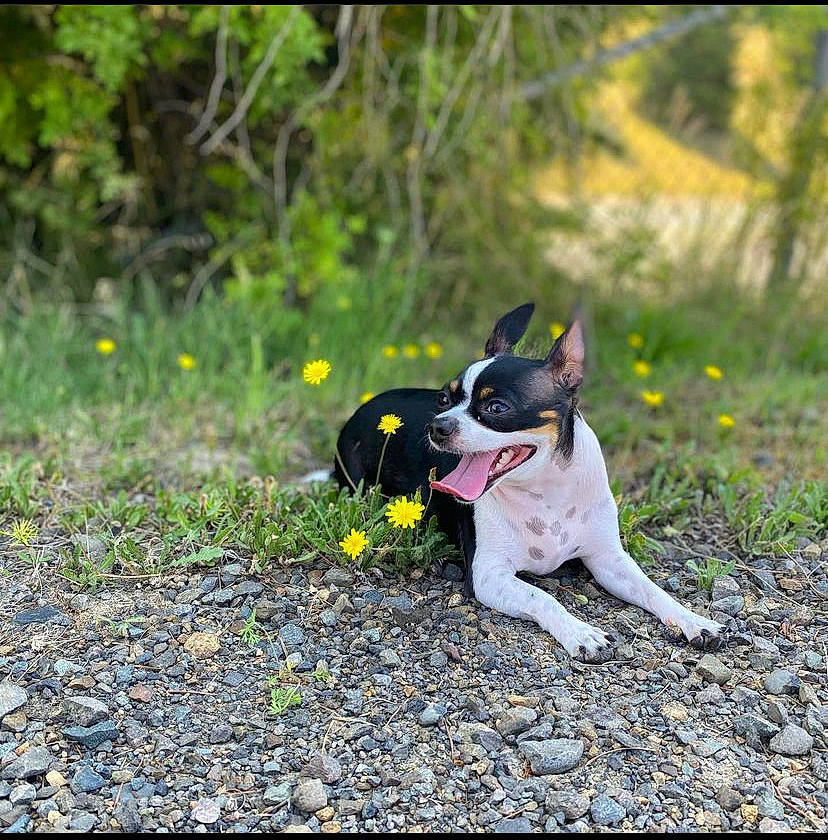 Kookie is registered to the contest to win money with this photo: adventure, canidae, carmine, carnivore, companion_dog, dog, dog_breed, fawn, flower, grass, landscape, petal, plant, shrub, snout, soil, sporting_group, tail, tree, working_animal