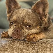 Blue is registered to the contest to win money with this photo: dog, french_bulldog, sleepy, resting, paws, couch, furniture, close_up, pet, animal, indoor, relaxed, brown, ears, face, snout, cute, expression, soft_focus, portrait