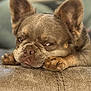 dog, french_bulldog, sleepy, resting, paws, couch, furniture, close_up, pet, animal, indoor, relaxed, brown, ears, face, snout, cute, expression, soft_focus, portrait
