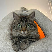 Miata participe au concours pour gagner de l'argent avec cette photo : cat, tabby, pet, animal, feline, cozy, bed, indoor, fur, whiskers, paws, ears, closeup, cute, resting, orange_light, triangle, collar, domestic_cat, curious