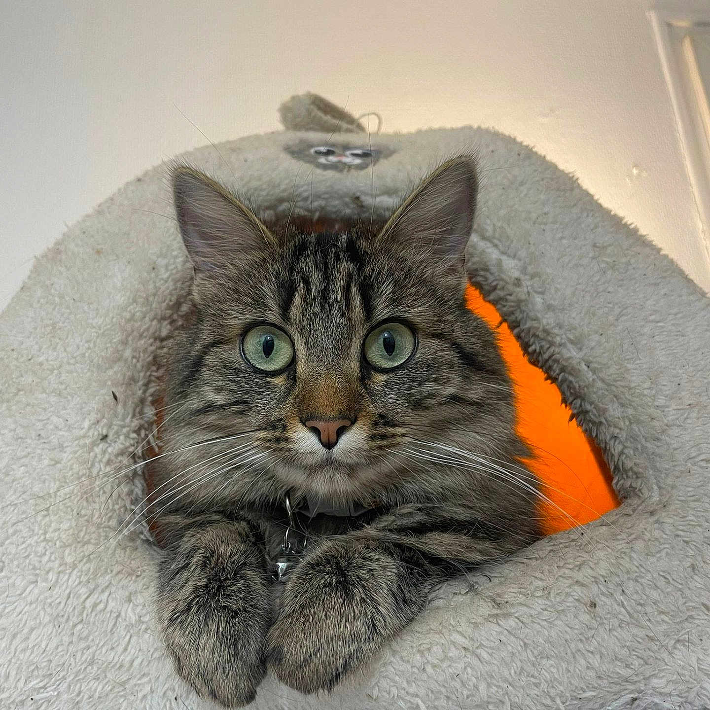 Miata participe au concours pour gagner de l'argent avec cette photo : animal, bed, cat, closeup, collar, cozy, curious, cute, domestic_cat, ears, feline, fur, indoor, orange_light, paws, pet, resting, tabby, triangle, whiskers