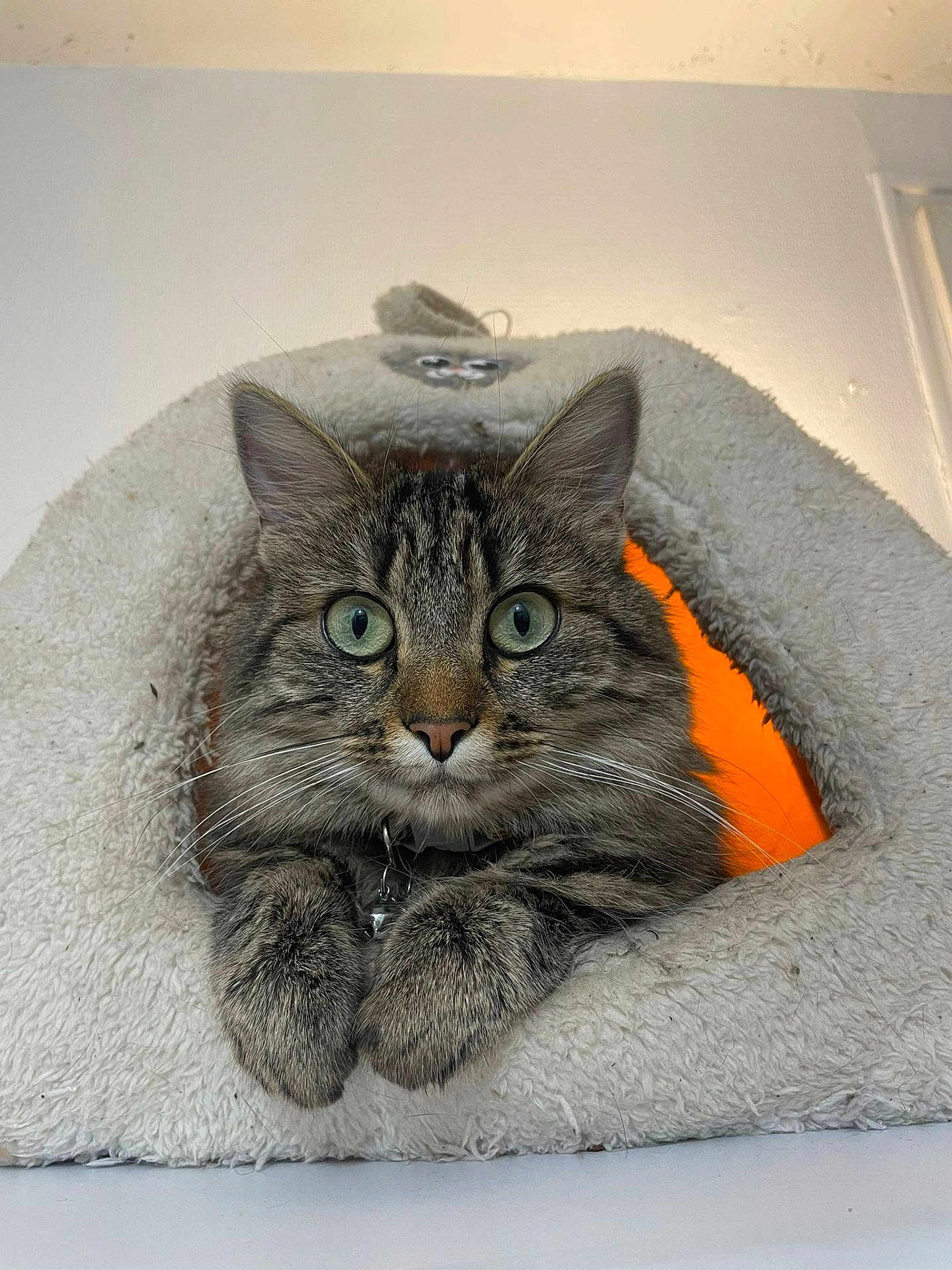Miata participe au concours pour gagner de l'argent avec cette photo : cat, tabby, pet, animal, feline, cozy, bed, indoor, fur, whiskers, paws, ears, closeup, cute, resting, orange_light, triangle, collar, domestic_cat, curious