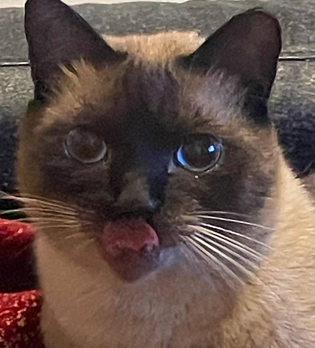 Edison a rejoint le concours — aidez-le/la à gagner de superbes lots ! balinese, birman, carnivore, cat, domestic_short_haired_cat, fang, felidae, fur, iris, siamese, small_to_medium_sized_cats, snout, square, terrestrial_animal, thai, whiskers