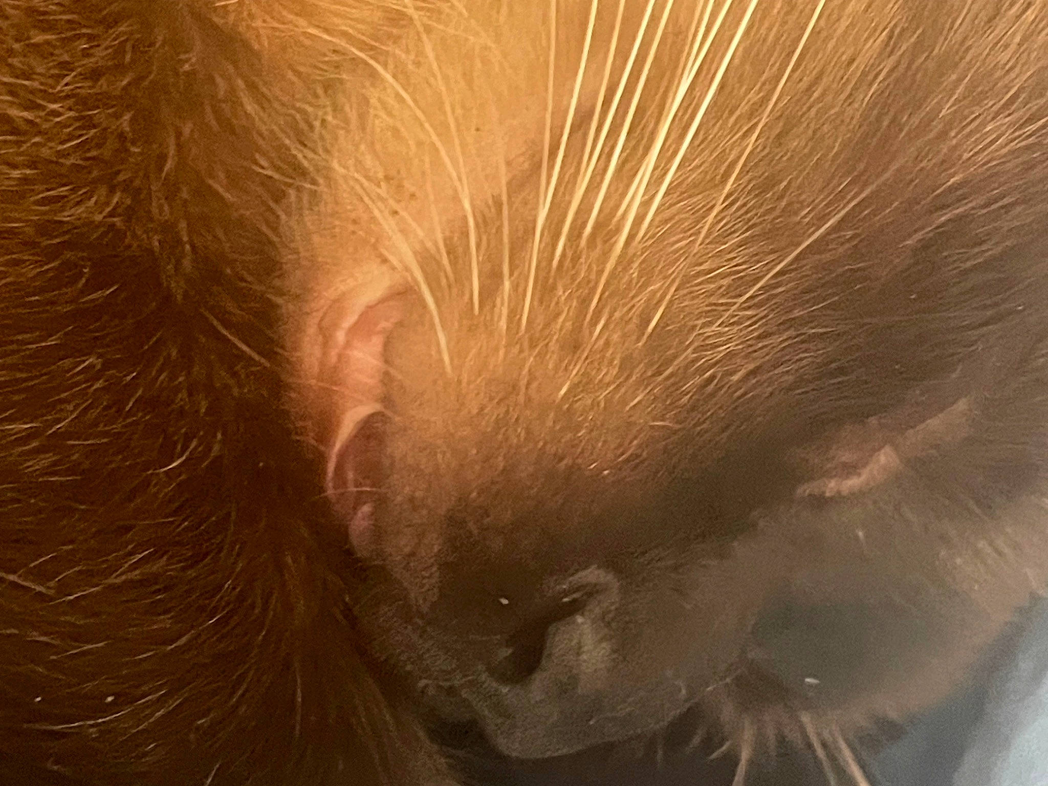 Edison a rejoint le concours — aidez-le/la à gagner de superbes lots ! beard, carnivore, cat, claw, close_up, ear, eyelash, facial_hair, feather, felidae, fur, hair, liver, macro_photography, nose, paw, small_to_medium_sized_cats, snout, tail, whiskers