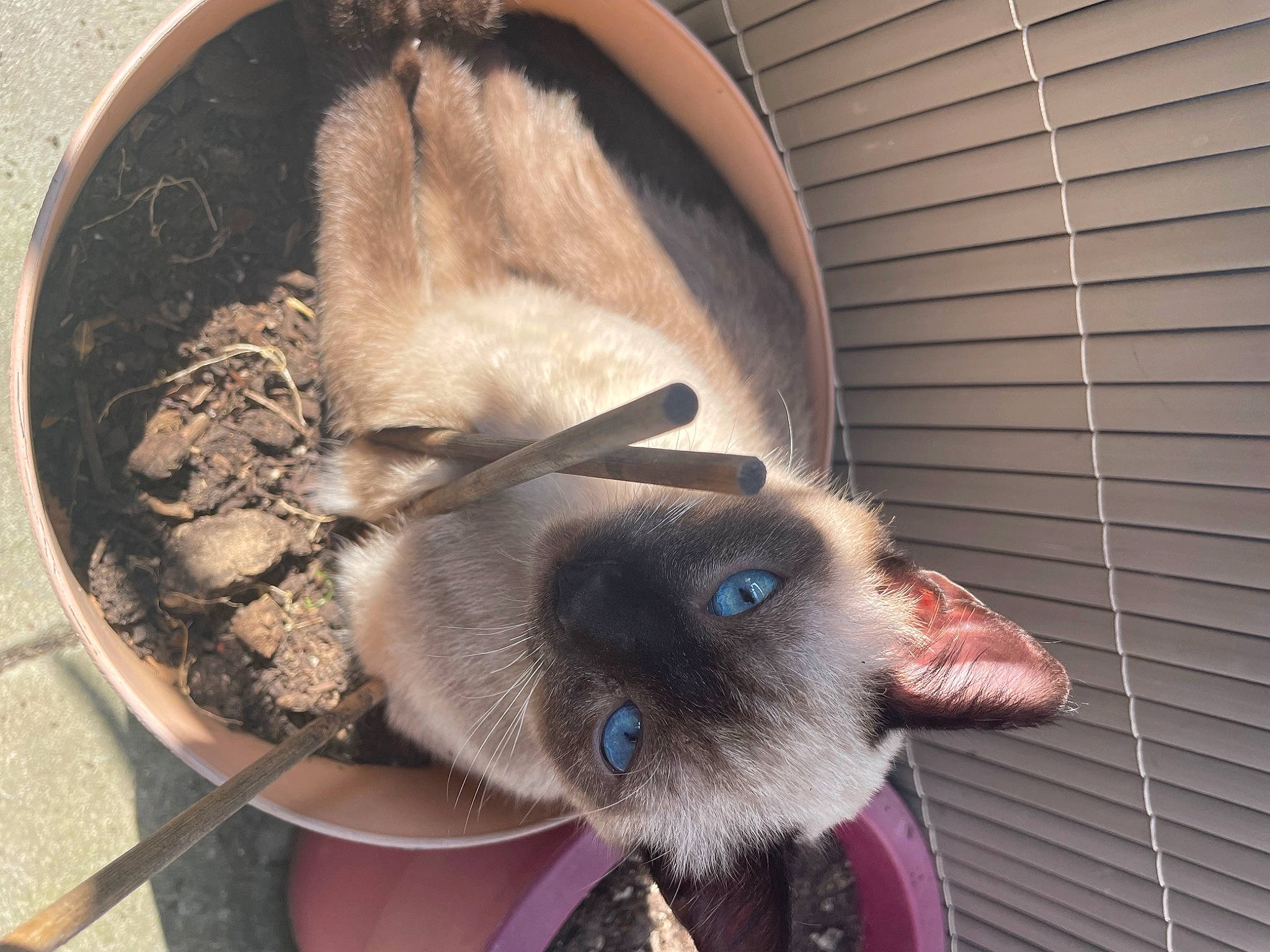 Edison a rejoint le concours — aidez-le/la à gagner de superbes lots ! carnivore, cat, cat_supply, domestic_short_haired_cat, ear, fawn, felidae, fur, paw, siamese, small_to_medium_sized_cats, snout, tail, thai, whiskers