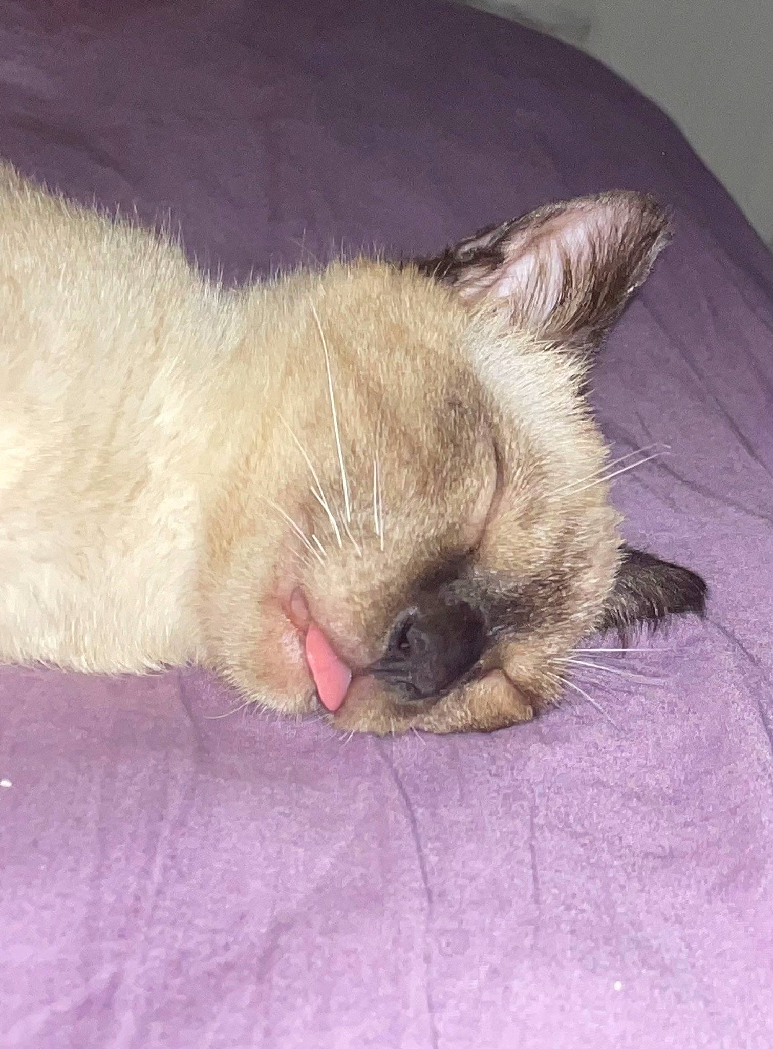 Edison participe au concours pour gagner de l'argent avec cette photo : carnivore, cat, cat_bed, cat_supply, claw, comfort, domestic_short_haired_cat, fawn, felidae, foot, fur, linens, nap, paw, sleep, small_to_medium_sized_cats, snout, tail, whiskers