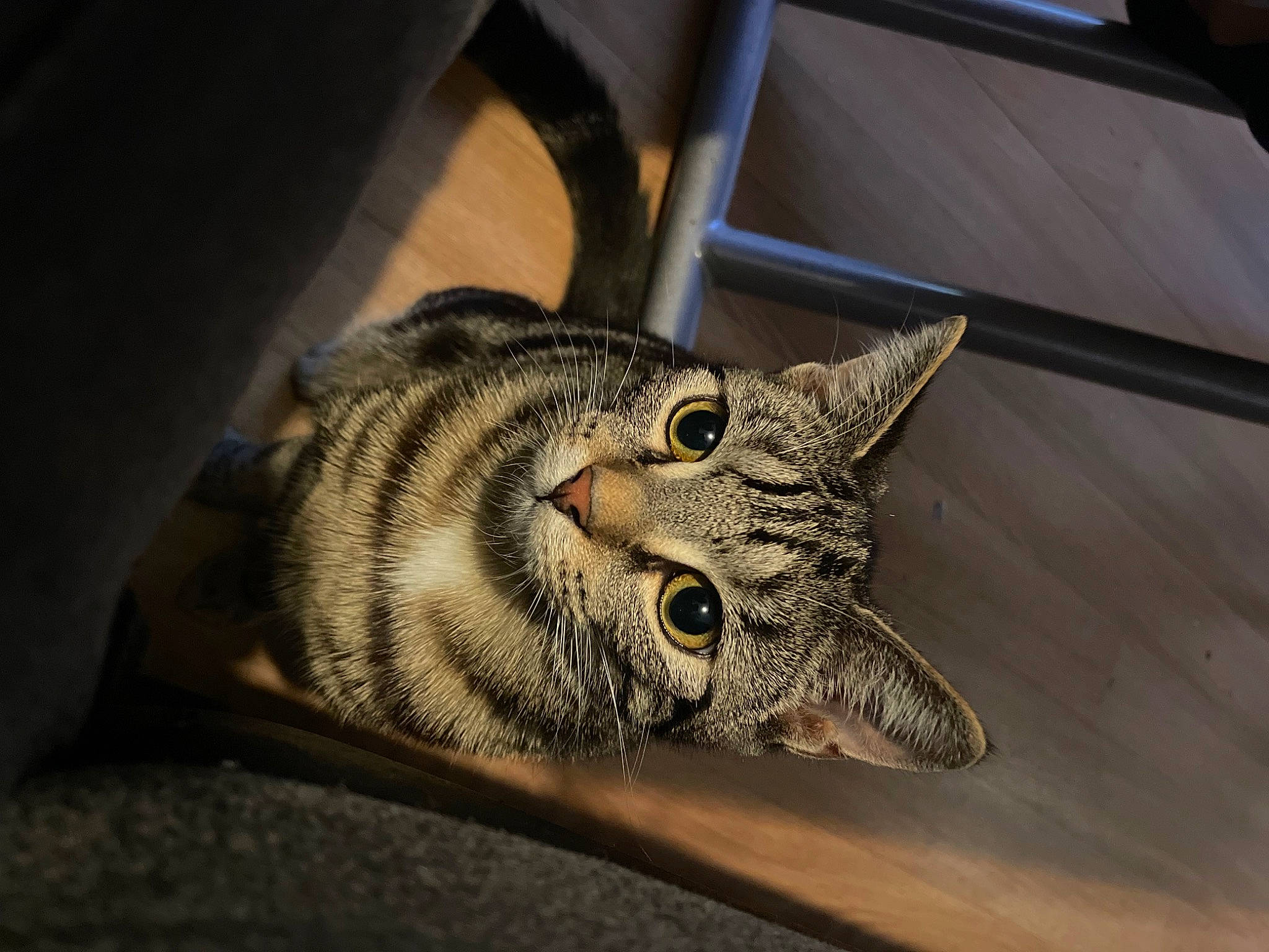 Siruis participe au concours pour gagner de l'argent avec cette photo : carnivore, cat, comfort, domestic_short_haired_cat, eye, felidae, flooring, fur, hardwood, head, paw, small_to_medium_sized_cats, snout, tail, terrestrial_animal, whiskers, wildlife, wood