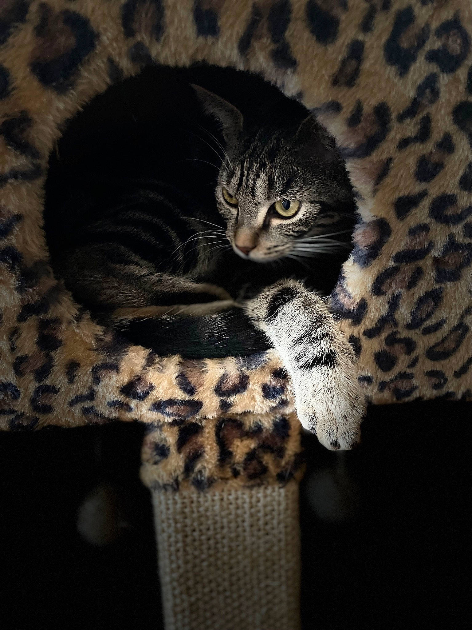 Siruis participe au concours pour gagner de l'argent avec cette photo : carnivore, cat, comfort, darkness, domestic_short_haired_cat, felidae, fur, grey, linens, monochrome, monochrome_photography, pattern, paw, sleeve, small_to_medium_sized_cats, snout, tail, terrestrial_animal, whiskers, woven_fabric