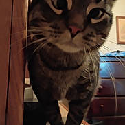 Little Foot is registered to the contest to win money with this photo: animal, brown, cat, close_up, curious, ears, eyes, feline, furniture, home, indoor, nose, pet, photography, portrait, sitting, striped, tabby, whiskers, wood