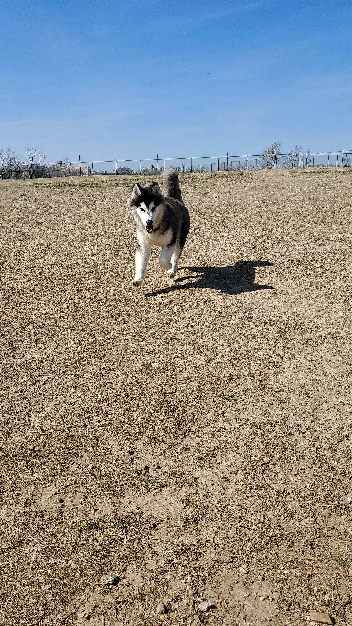 Steele is registered to the contest to win money with this photo: canidae, carnivore, cloud, companion_dog, dog, dog_breed, ecoregion, grass, grassland, herding_dog, horizon, landscape, pasture, shadow, sky, soil, sporting_group, tail, tree, working_dog