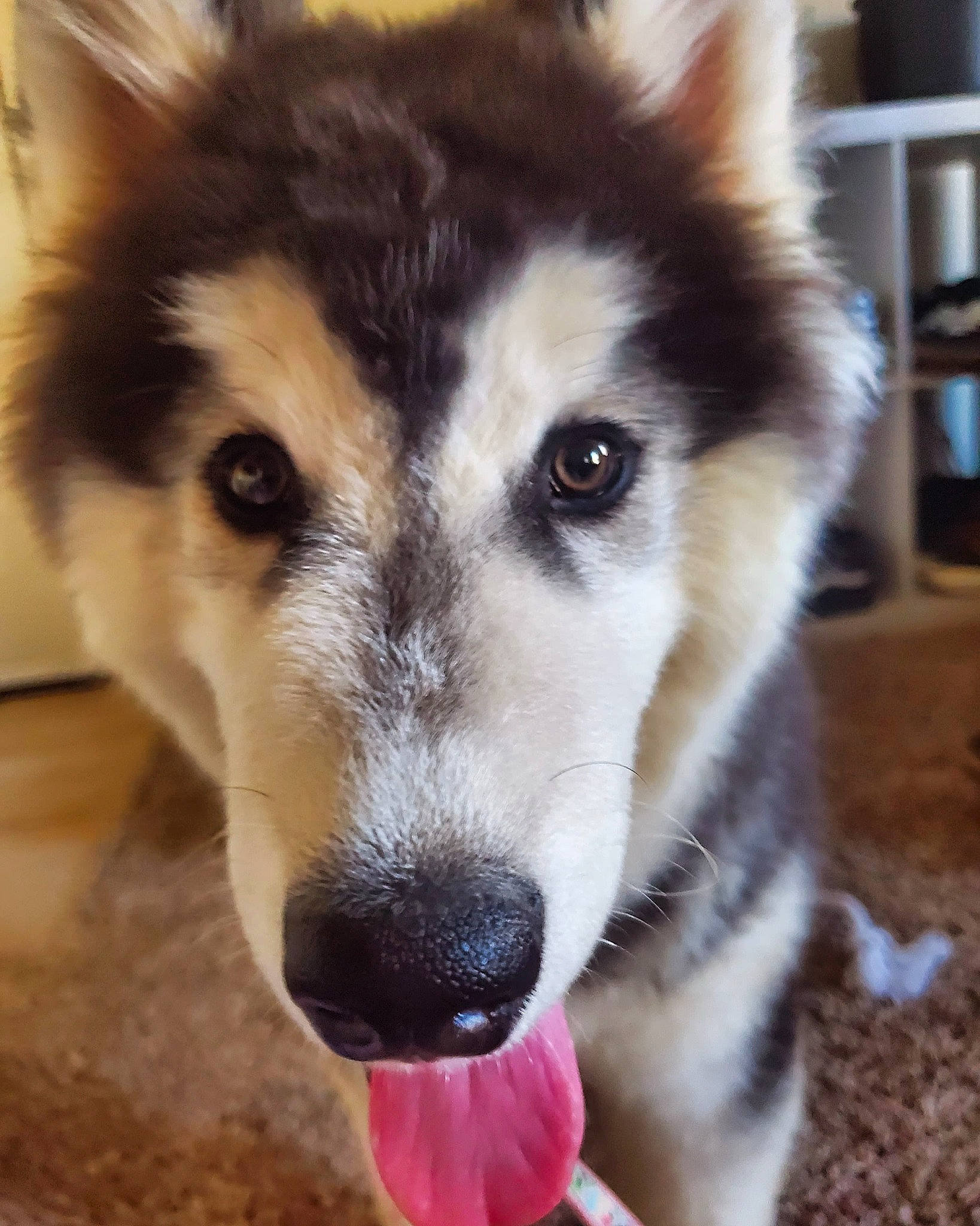 Steele joined the competition — help win amazing prizes! ancient_dog_breeds, canidae, canis, carnivore, companion_dog, dog, dog_breed, fur, herding_dog, non_sporting_group, pet_supply, sled_dog, snout, sporting_group, square, terrestrial_animal, whiskers, working_animal, working_dog