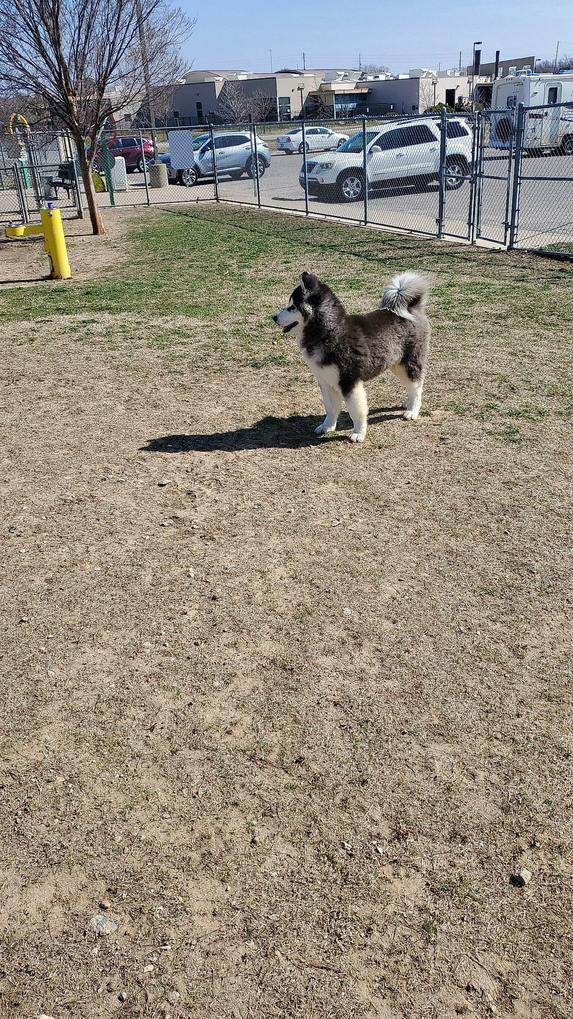 Steele is registered to the contest to win money with this photo: asphalt, building, car, carnivore, companion_dog, dog, dog_breed, grass, herding_dog, road_surface, soil, tail, terrestrial_animal, tire, tree, vehicle, wheel, wildlife, working_animal, working_dog