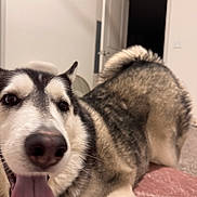 Simba is registered to the contest to win money with this photo: animal, blanket, canine, carpet, cute, dog, ears, face, fur, happy, home, husky, indoor, lying_down, mammal, open_door, pet, playful, tail, tongue_out