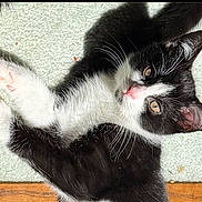 Milo is registered to the contest to win money with this photo: kitten, cat, black_and_white, fur, whiskers, pink_nose, pink_paws, carpet, indoor, pet, animal, cute, feline, young, lying_down, looking_up, soft_fur, domestic_cat, wood_floor, curious
