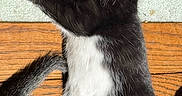 Milo joined the competition — help win amazing prizes! cat, kitten, black_and_white, fur, whiskers, paw, tail, wooden_floor, carpet, sunlight, relaxing, pet, animal, cute, indoor, laying_down, domestic_cat, curious, feline, companionship