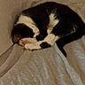 Milo is registered to the contest to win money with this photo: cat, sleeping, curled_up, black_and_white, pet, fur, cozy, blanket, indoors, resting, cute, animal, paw, relaxed, soft, domestic_cat, quiet, warm, comfortable, feline